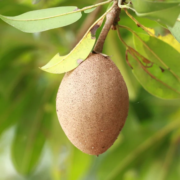 Sapodilla