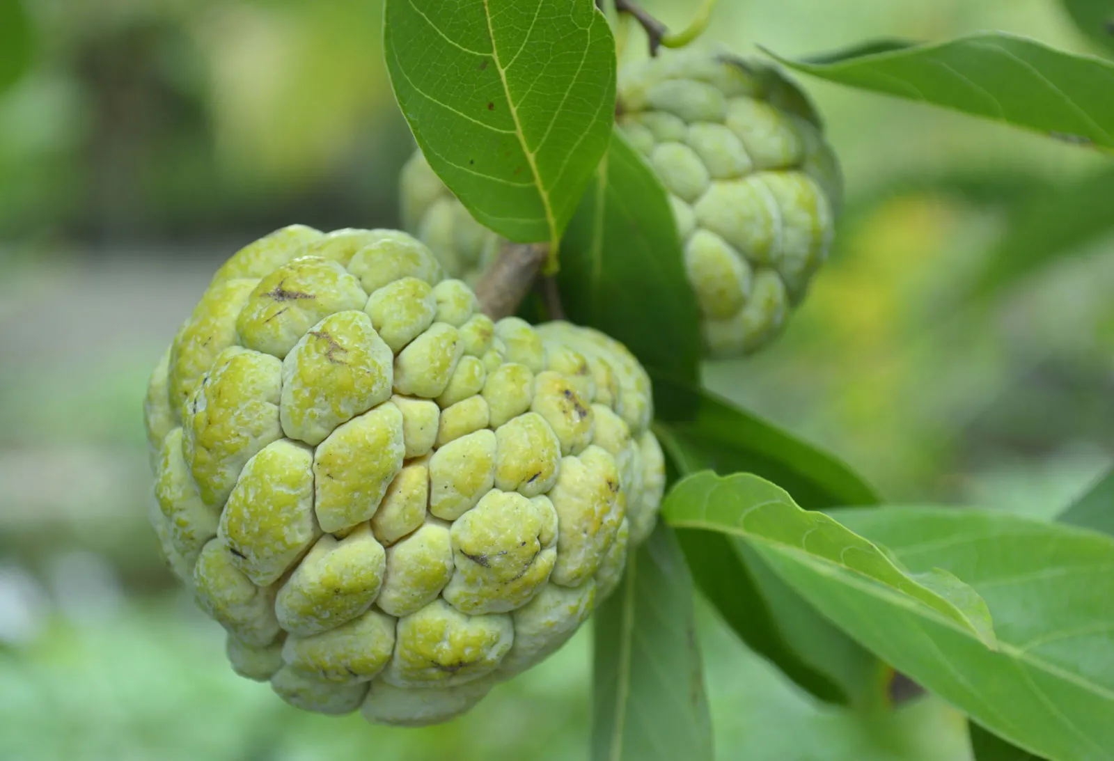 Sugar Apple